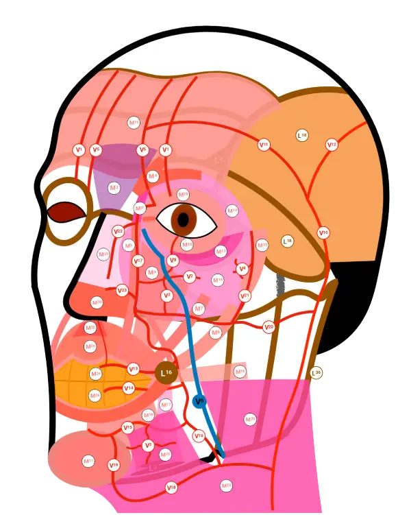 Layer 3 — Muscles and Vessels