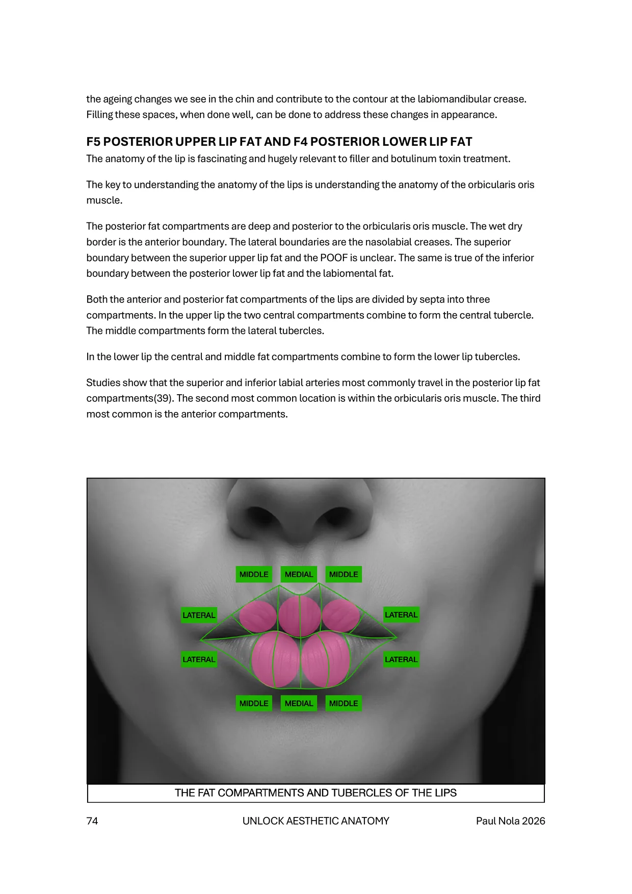 Sample page 5 of 6 &mdash; the fat compartments and tubercles of the lips