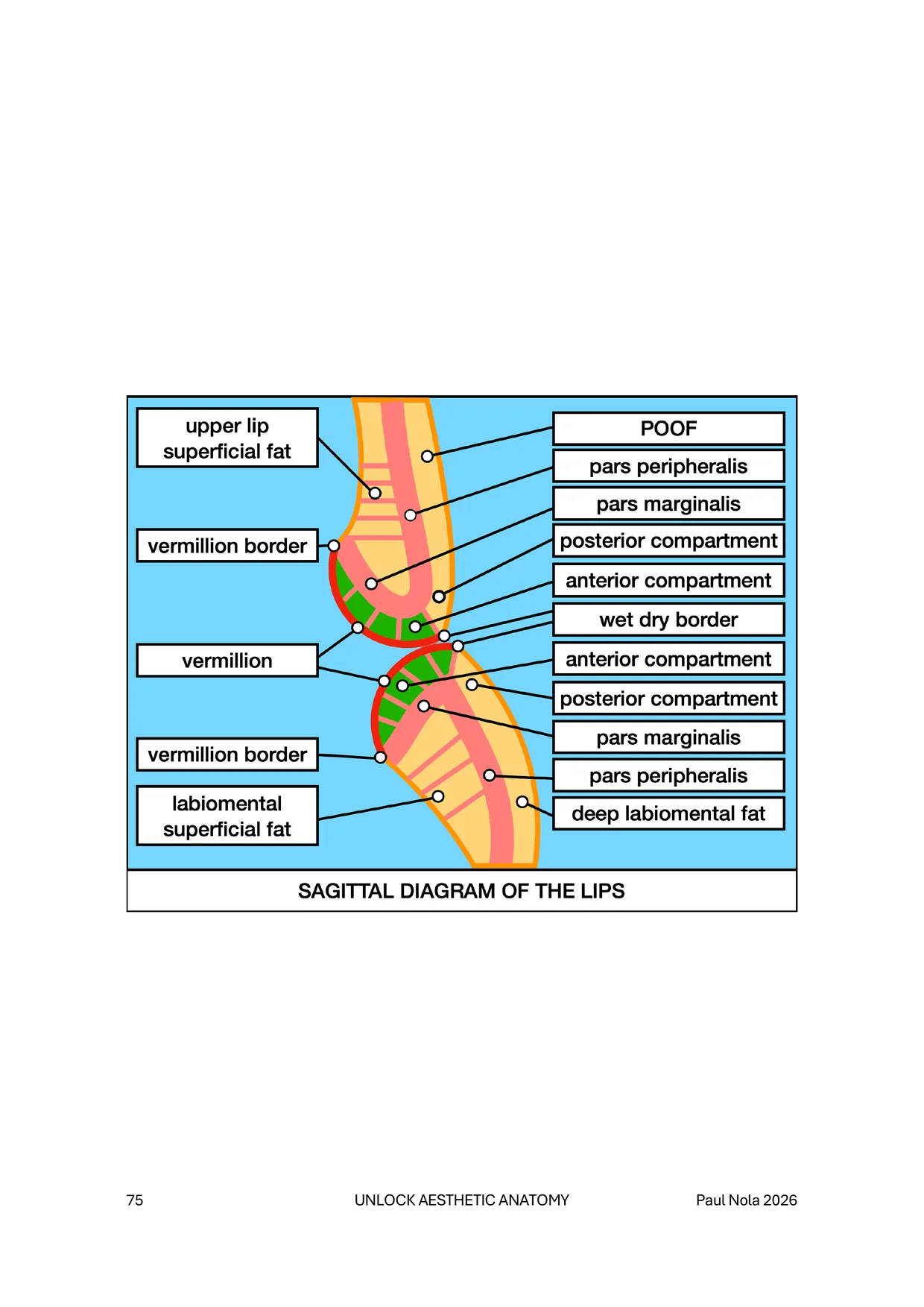 Sample page 6 of 6 &mdash; sagittal diagram of the lips