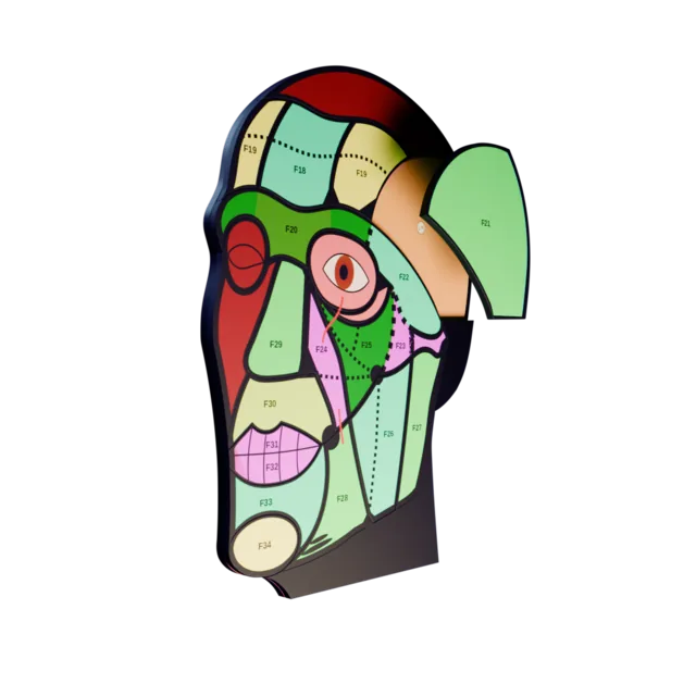 The layered Facial anatomy puzzle